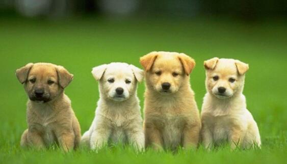 几个月的狗狗更适合带回家？