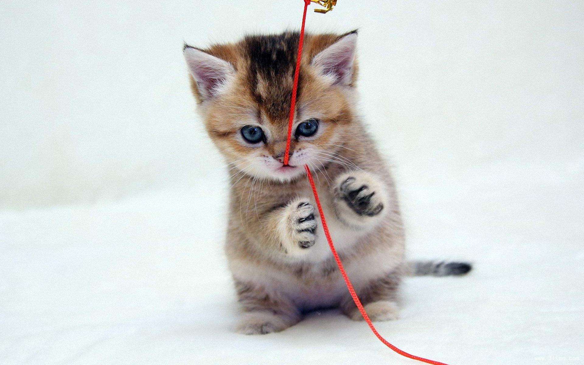 猫瘟会传染人吗？ 