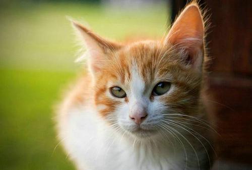 猫感冒了自己会好吗，一般几天自愈？