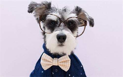 怎么给狗狗滴眼药水？