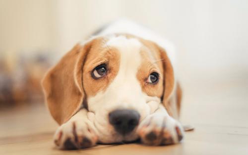 母狗绝育手术的费用是多少？