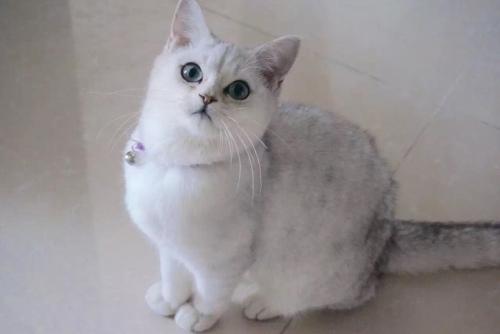 英短猫（英国短毛猫）多少钱一只？