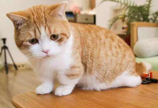 母猫绝育是切哪里？