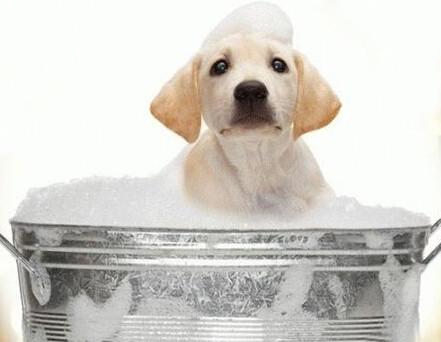 狗狗沐浴露哪个牌子好？