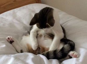 猫做绝育的好处有哪些？