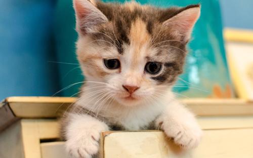 给猫做绝育会恨主人吗？