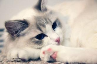 公猫绝育多少钱？