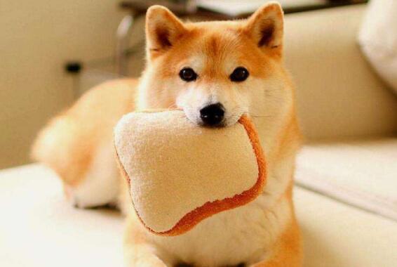 狗狗能吃面包吗？