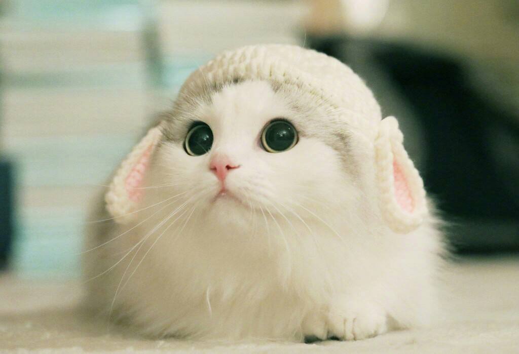 养猫之后才知道的事情