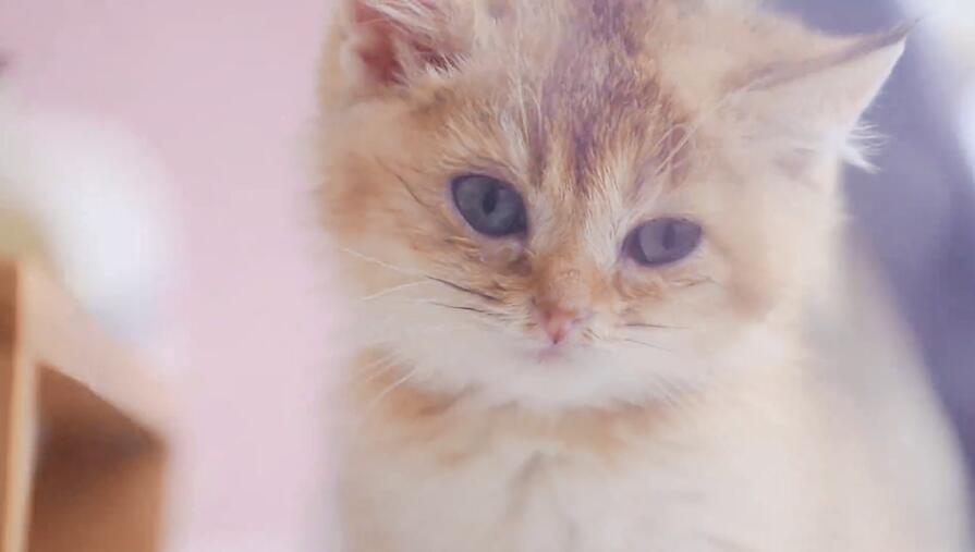 刚出生的小猫怎么养，如何照顾？ 