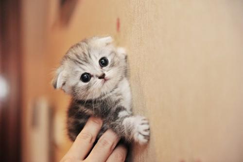 小奶猫怎么养，怎么照顾？ 