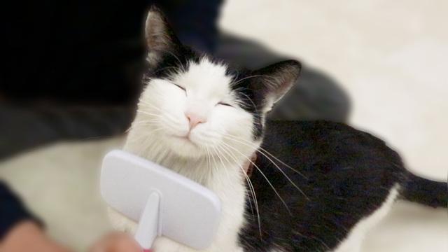 如何给猫咪梳毛？ 