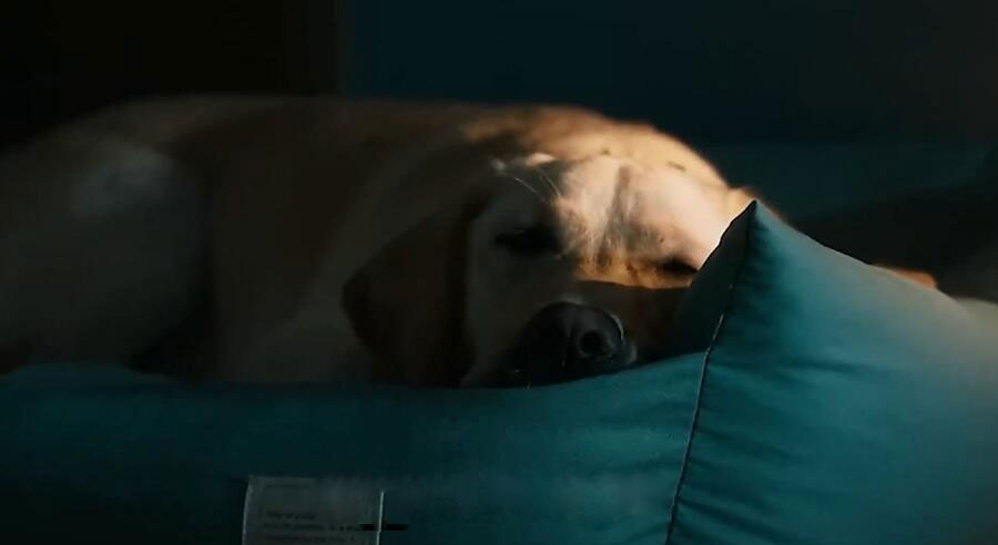 狗狗、猫咪感冒了怎么办，如何预防宠物感冒？ 