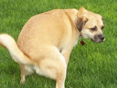 怎么训练狗狗在一个地方上厕所？ 