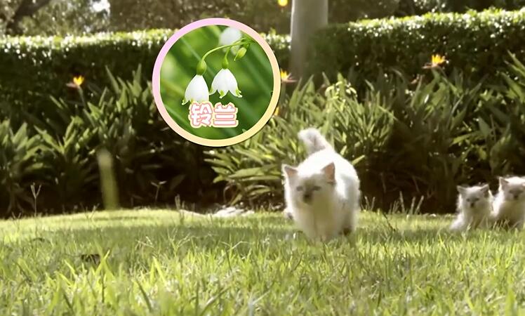 养猫家庭不适合养哪些植物？ 