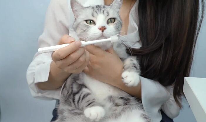 怎么给猫刷牙？ 