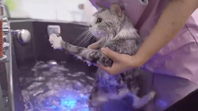 怎么给猫洗澡？ 