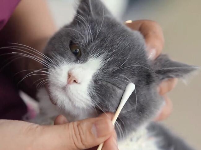 怎么给宠物做清洁？ 