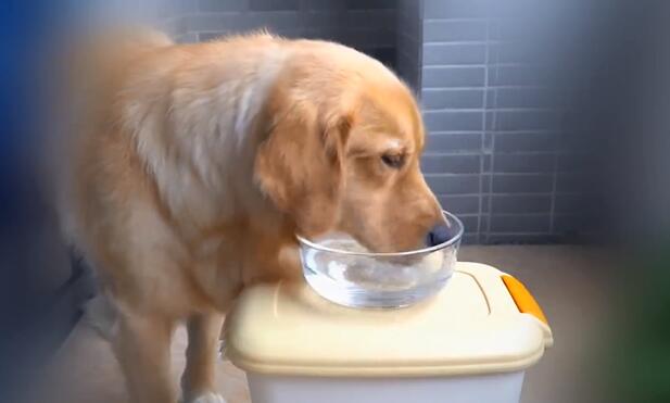 铲屎官家里常用药品推荐 