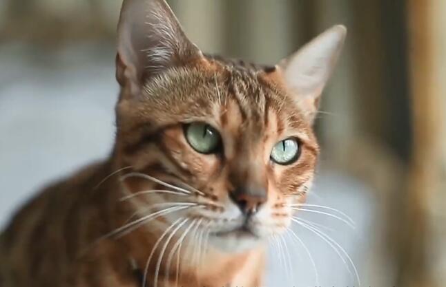 宠物常见的眼科疾病-角膜炎 