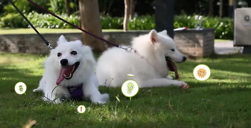 怎么给狗狗驱虫，狗狗驱虫多久一次？ 