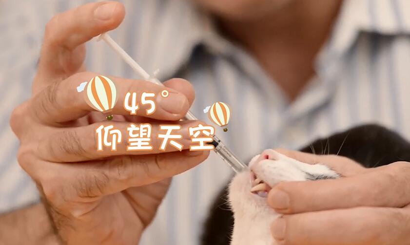 怎么给狗狗、猫咪喂药？ 