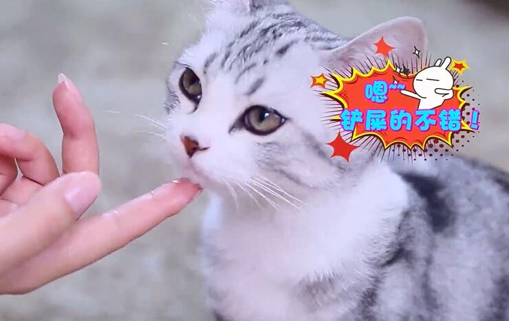 猫咪爱你的表现有哪些？ 