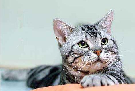 猫吃巧克力会怎么样？