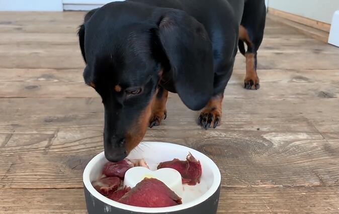 狗狗怎么补充营养？