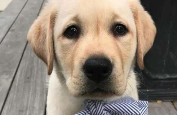 狗狗挨打后的心理