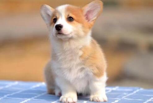 养柯基犬注意事项