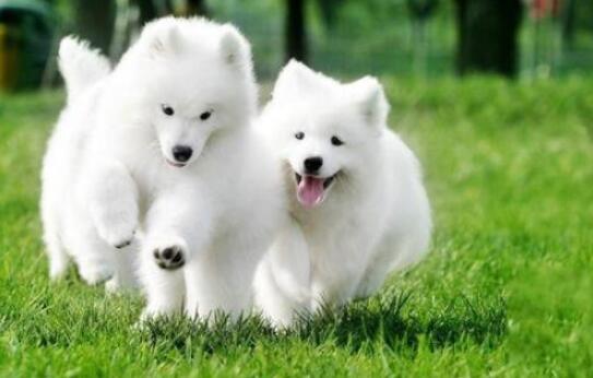 如何训练萨摩耶