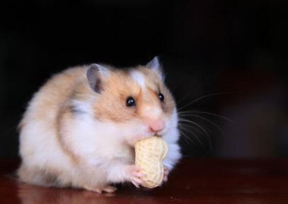 仓鼠和金丝熊的区别 