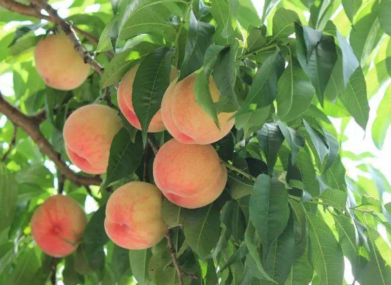 狗狗可以吃桃子吗