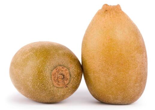 泰迪能吃猕猴桃吗