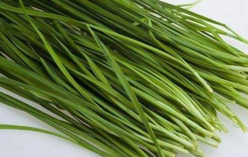 狗狗能吃韭菜吗