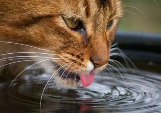 猫突然频繁喝水 