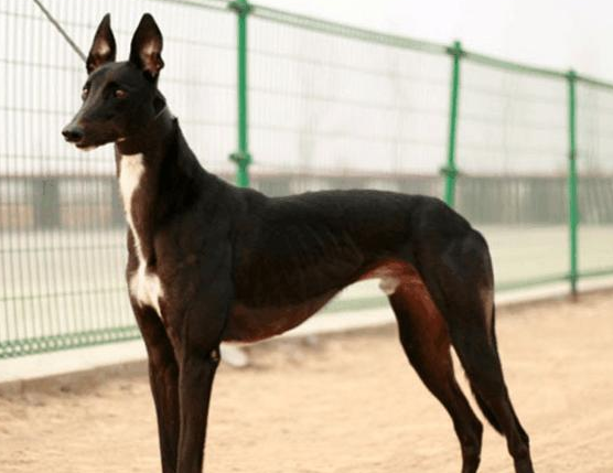 哮天犬是什么狗