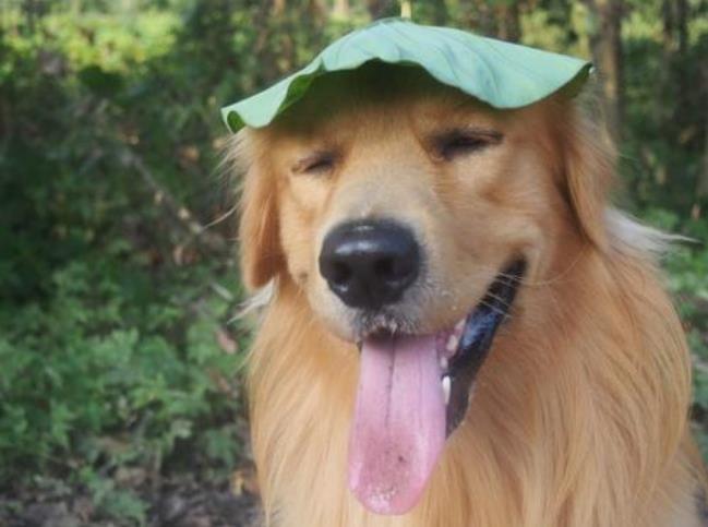 狗剃毛能凉快吗