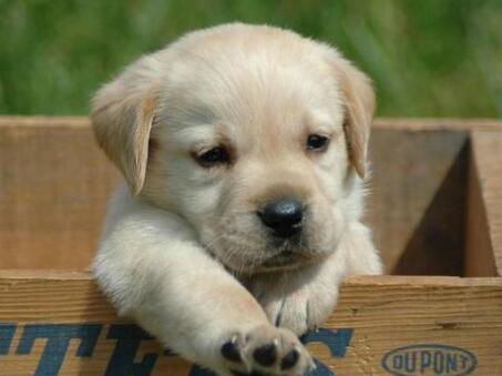 狗狗护食怎么办如何纠正