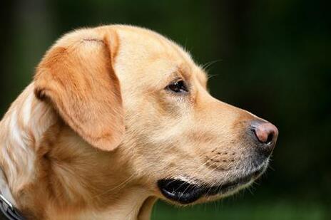 拉布拉多犬最佳训练期 