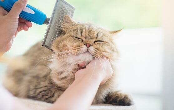 常见的猫咪错误打扮