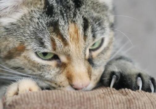 怎么防止猫咪破坏家具