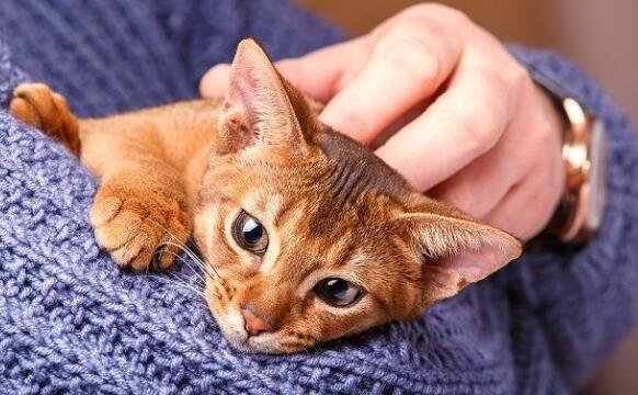 如何让你的猫更听话