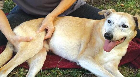 如何预防狗狗、猫咪骨科疾病