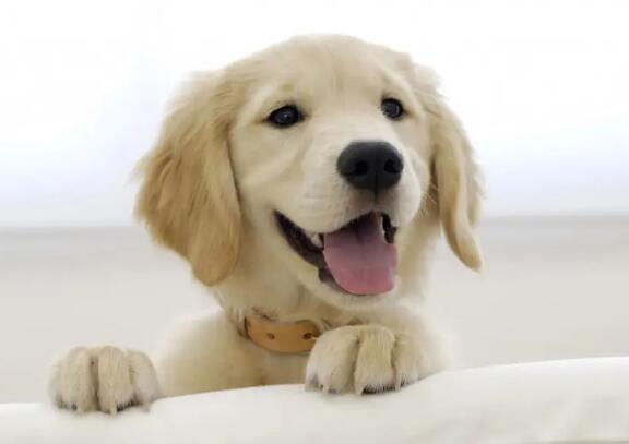 狗狗多大开始补钙