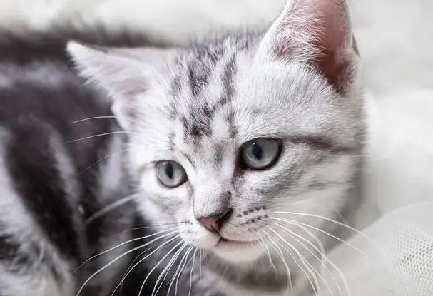 猫咪如何感染弓形虫