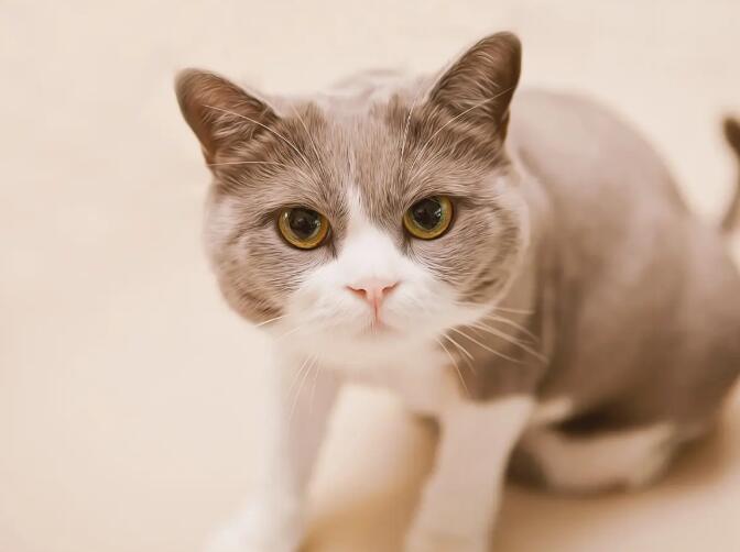 如何预防猫咪感染弓形虫？
