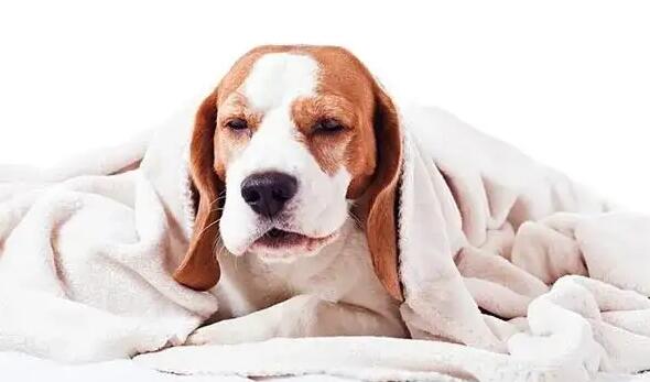 狗狗发出咔咔的声音是怎么回事