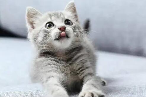 怎么预防猫传腹 